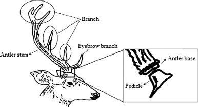 Antlers and Anatomy on Pinterest