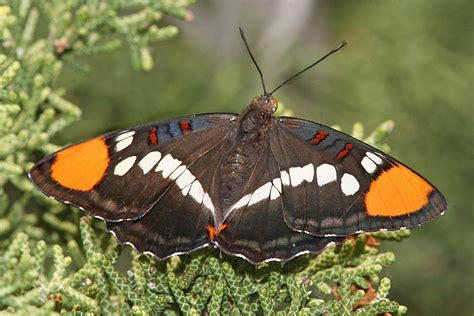 California Sister Butterfly, size, photographs, life cycle, characteristics