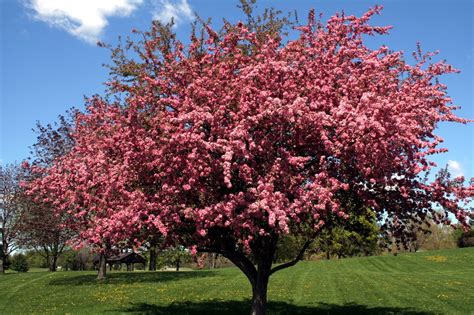 Black Cherry Trees for sale online - Lowest Prices! | Crabapple tree, Black cherry tree, Trees ...