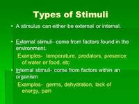 External and Internal Stimuli | Biology Quiz - Quizizz