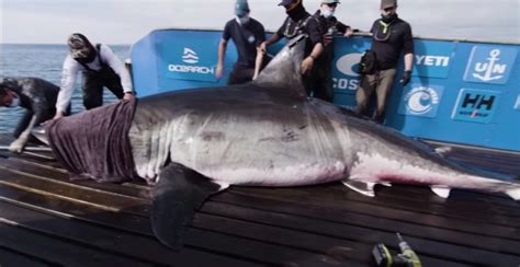 Biggest ever great white shark weighing TWO TONS found off the coast of Nova Scotia in the ...