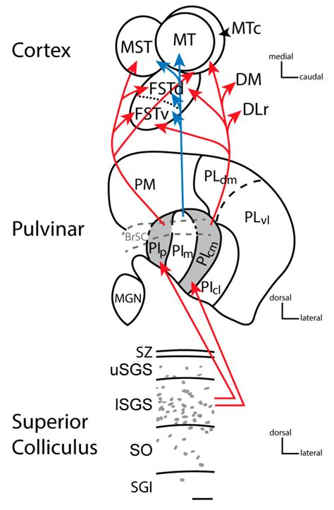 The progression of information from the superior colliculus to the ...