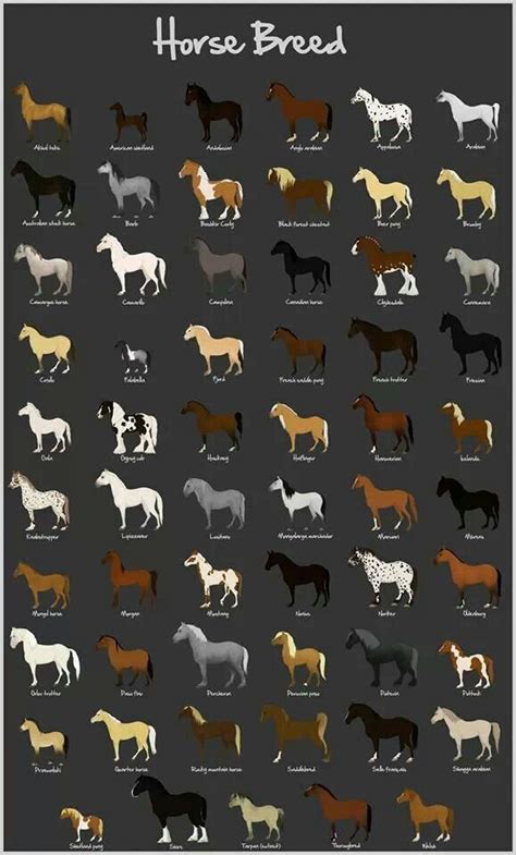 Printable Horse Breed Chart