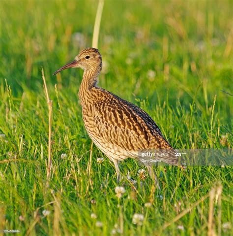 A juvenile Curlew searching for food in a field. Picture taken in... | Curlew, Illustration ...