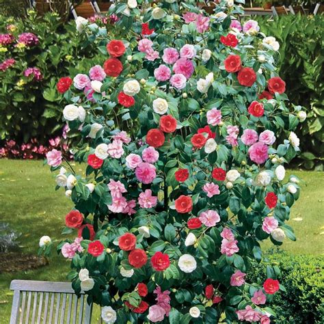 Camellia – Three Colors on Same Bush | Walter Reeves: The Georgia Gardener