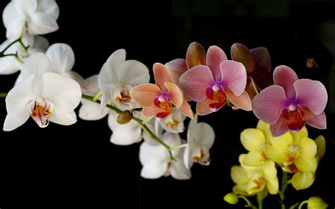 colorful Orchids photo