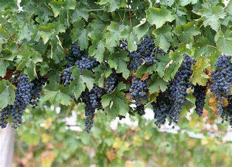 File:Wine grapes.jpg - Wikimedia Commons