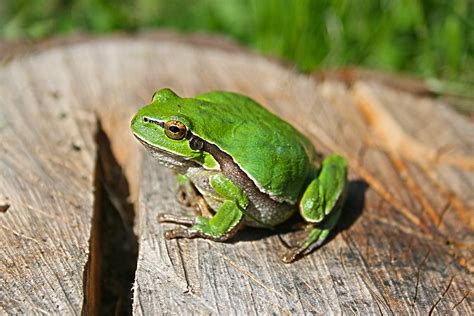 16 Things You Should Probably Know About Leap Day in 2016