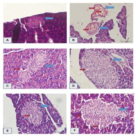 How To Use Glycerin Albumen Histology - cifasr