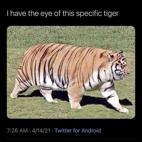 The best Tiger memes :) Memedroid