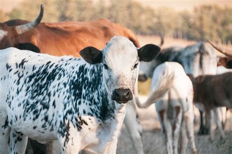 Nguni Cattle - PaardenKloof Estate