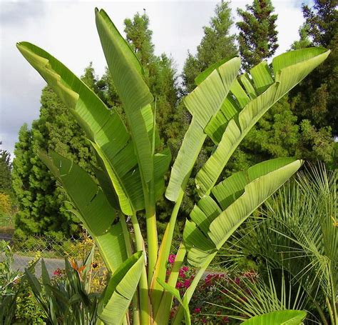 Giant Bird of Paradise - Hello Hello Plants & Garden Supplies