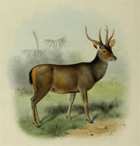 File:The deer of all lands (1898) Malayan sambar.png - Wikimedia Commons