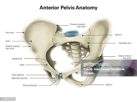 11 Pubic Tubercle Stock Photos, High-Res Pictures, and Images - Getty Images