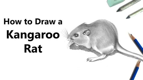 How to Draw a Kangaroo Rat with Pencils [Time Lapse] - YouTube