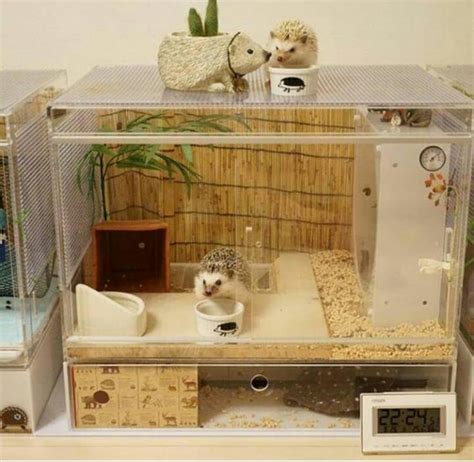 hedgehog cage … | Pinteres…