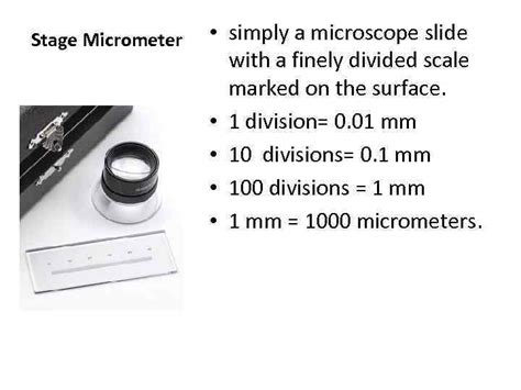 Cell Size Microscope Measurement How big is