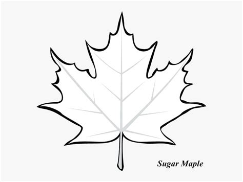 Maple Leaf Drawing Outline | AESTHETIC DRAWING