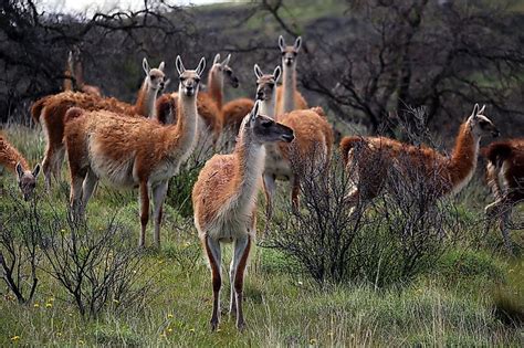 What Animals Live In The Andes Mountains? - WorldAtlas