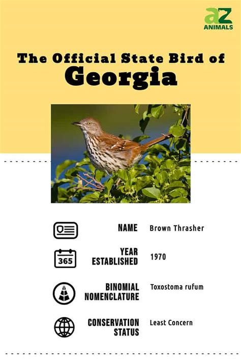 Discover the Official State Bird of Georgia - A-Z Animals