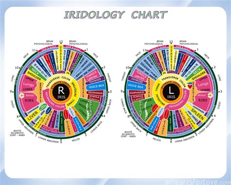 Iridology Chart for the Assessment of Health by Reading the | Etsy in ...