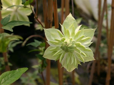 Clematis 'Alba Plena' - Clematis florida 'Alba Plena' - Baumschule Horstmann