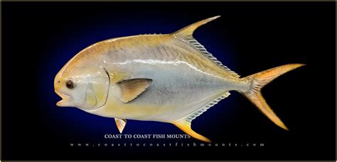 Pacific Pompano Fish Mounts & Replicas by Coast-to-Coast Fish Mounts