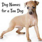 Ultimate Dog Names Resource: Index to All Puppy Names