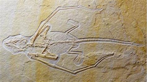 Fossil of flying dinosaur identified