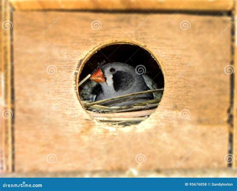 Female Black Cheeked Zebra Finch in Her Breeding Box. Stock Photo ...