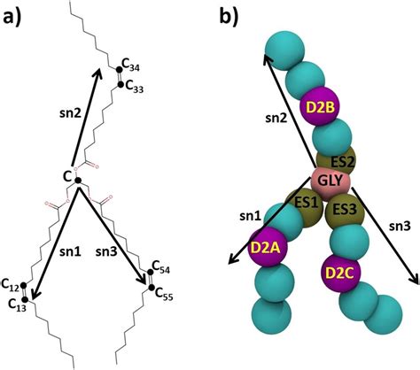 (a) Molecular structure of a triolein molecule (TG). Three vectors-sn1 ...