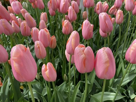 Tulip Apricot Impression - Longwood Gardens