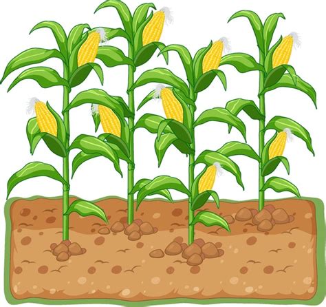 5+ Thousand Cartoon Corn Fields Royalty-Free Images, Stock Photos & Pictures | Shutterstock