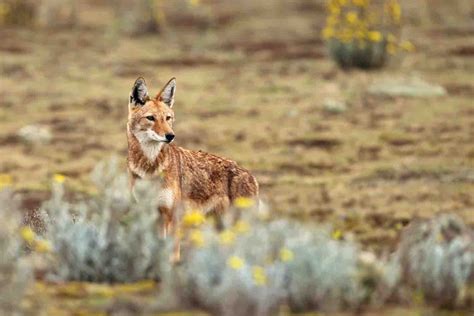 Trek Ethiopia's Spectacular Bale Mountains | Wildlife Tour