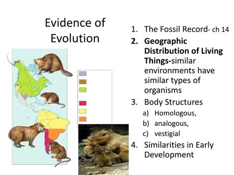 PPT - Evidence of Evolution PowerPoint Presentation, free download - ID:2803452