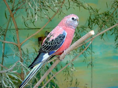 Bourke's Parakeet Facts, Behavior As Pets, Care, Pictures