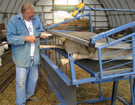 Hoof trimming | This sheep is being restrained in an automat… | Flickr