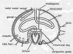 Sand Dollar Anatomy - Anatomical Charts & Posters