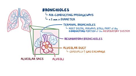 Bronchioles and alveoli histology: Video & Anatomy | Osmosis