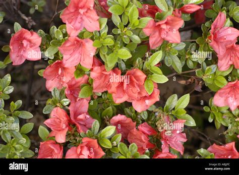 Pale red azalea rhododendron Stock Photo - Alamy