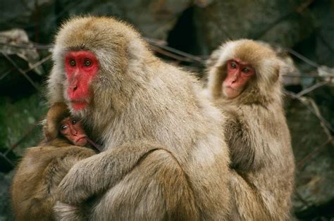 Picture 2 of 12 - Japanese Macaque (Macaca Fuscata) Pictures & Images - Animals - A-Z Animals