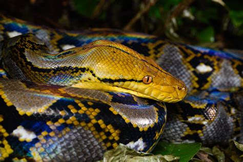 Reticulated python (Malayopython reticulatus)