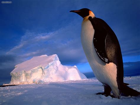 Penguin Hd Pics