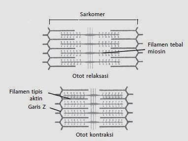 Kontraksi Pada Otot - Acidz Shared