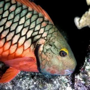 Stoplight parrotfish - Facts, Diet, Habitat & Pictures on Animalia.bio