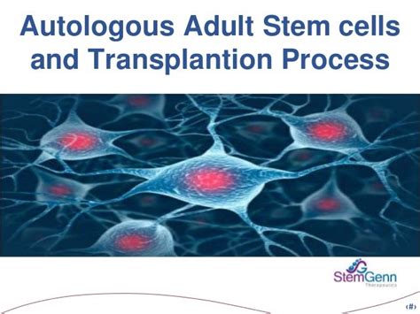 Autologous stem cells and transplantation process