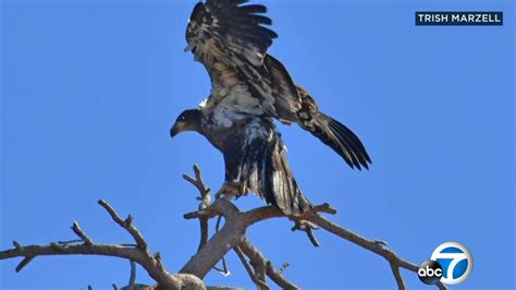 Meet Stormy, Big Bear's baby bald eagle taking social media by storm ...