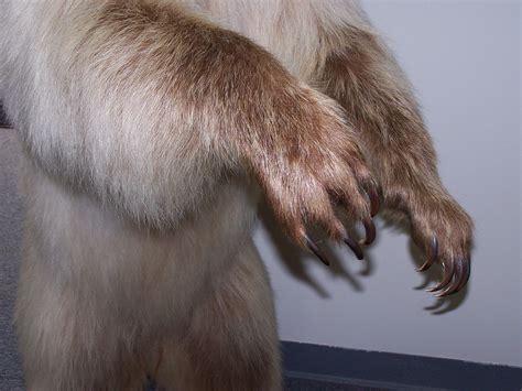 Bear Claws Free Photo Download | FreeImages