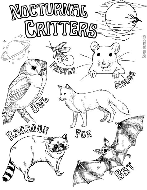 Nocturnal Critters Coloring Page, Animal and Plant Coloring Page, Homeschooling, Backyard Natur ...