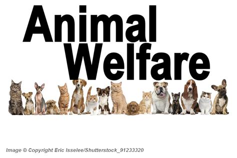 Local Animal Welfare - Photos All Recommendation